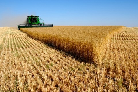 В Приднестровье превышены показатели рекордного 2013 года по производству зерновых и зернобобовых культур