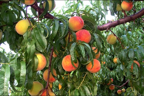 Правительство ввело сезонную таможенную пошлину на ввоз персиков