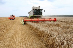 В республике убрано 93,3 % площадей зерновых и зернобобовых культур