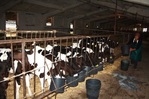 Высокая оценка работы Молочно-товарной фермы  ООО «Фиальт-Агро»