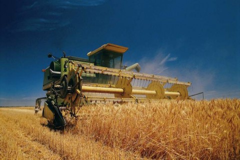В республике завершается уборка пшеницы и других зерновых