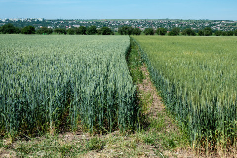 Новости предприятий-членов ТПП: в «Градине» ожидают урожайность порядка 100 центнеров пшеницы с одного гектара