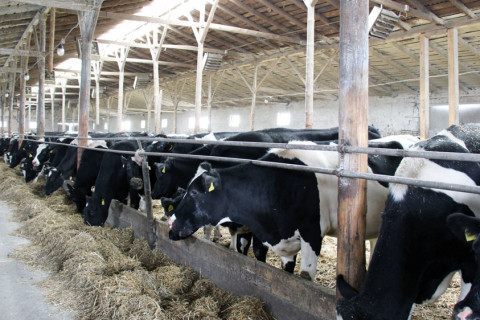 Сельхозпроизводители могут получить субсидии для увеличения молочного стада